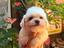 Immagine 9