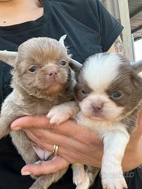 Chihuahua