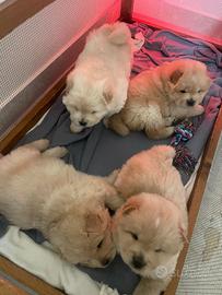 Chow chow cuccioli