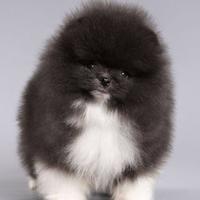 Pomerania femmina bianca e nera parti color