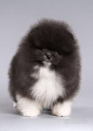 Pomerania femmina bianca e nera parti color