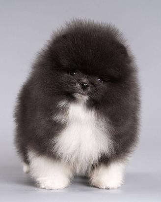 Pomerania femmina bianca e nera parti color