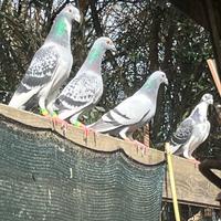 Piccioni viaggiatori