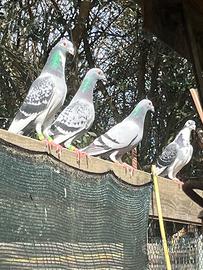 Piccioni viaggiatori