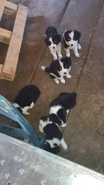 Vendita cuccioli Border Collie