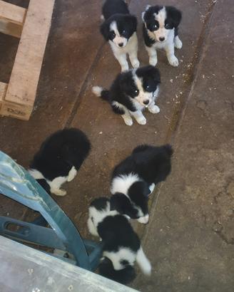 Vendita cuccioli Border Collie