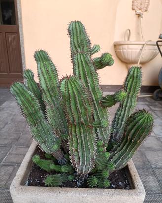 Composizione di piante grasse