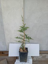 siepe Laylandii