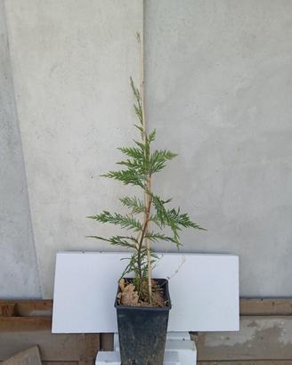 siepe Laylandii