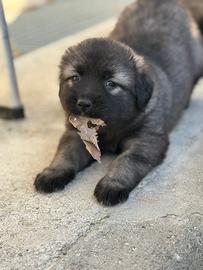 Cuccioli pastore del caucaso