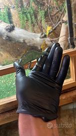 Camaleonte velato (chamaeleo calyptratus)