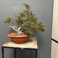 Pre bonsai di ginepro