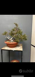 Pre bonsai di ginepro