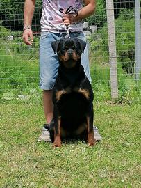 Rottweiler Femmina in adozione