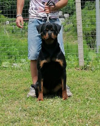 Rottweiler Femmina in adozione
