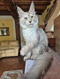 Rehoming MAINE COON femmina
