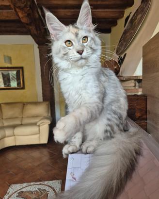 Rehoming MAINE COON femmina