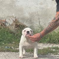 Bulldog inglese cucciola Allevamento Enci