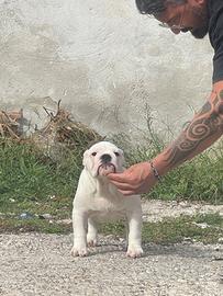 Bulldog inglese cucciola Allevamento Enci