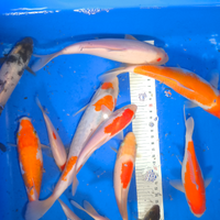 Kohaku riproduttori sakai