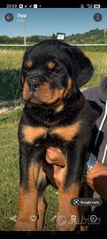 Cuccioli di rottweiler con pedigree