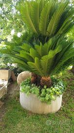Cycas revoluta Femmina