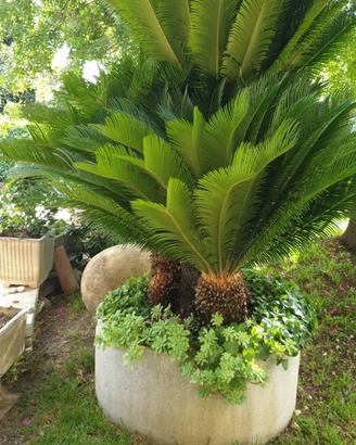 Cycas revoluta Femmina