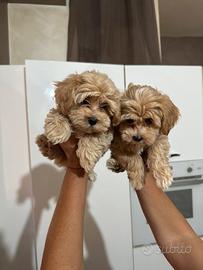 Cuccioli di Maltipoo