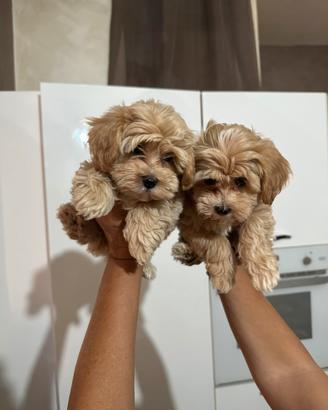 Cuccioli di Maltipoo
