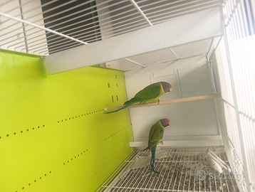 Parrocchetto Testa di Prugna