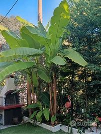 Piante di banano varie misure