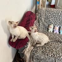 Due gatti maschi razza bengala