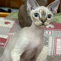 Gattini Devon Rex