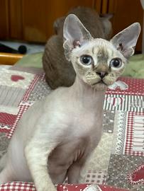 Gattini Devon Rex