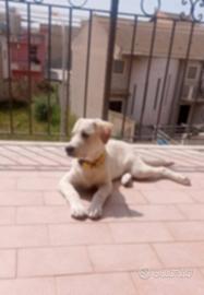 Labrador di 3 anni