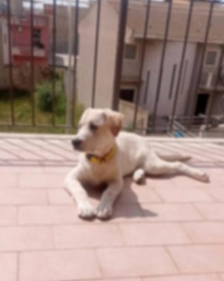 Labrador di 3 anni