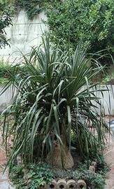 Pianta