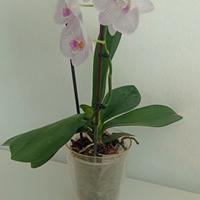 Vaso per orchidea - colore trasparente