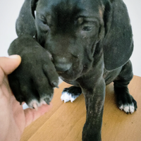 Cuccioli di Corso grigio e nero con Pedigree Enci