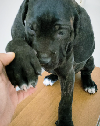 Cuccioli di Corso grigio e nero con Pedigree Enci