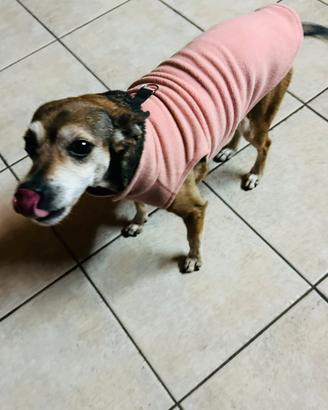 Coppia di cagnoline
