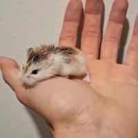 Criceto di Roborowskij