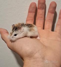 Criceto di Roborowskij