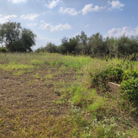 Terreno agricolo pianeggiante