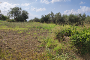 Terreno agricolo pianeggiante