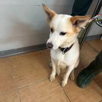 Giotto, piccolo Meticcio maschio in Canile