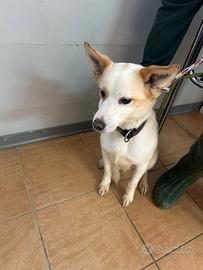 Giotto, piccolo Meticcio maschio in Canile