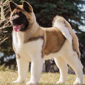 Akita americano femmina