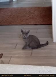 British shorthair femmine