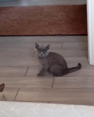 British shorthair femmine